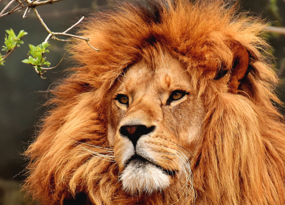 Lessen van de Lion King